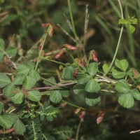 Rhynchosia minima (L.) DC.